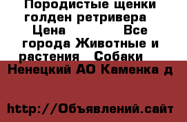 Породистые щенки голден ретривера › Цена ­ 25 000 - Все города Животные и растения » Собаки   . Ненецкий АО,Каменка д.